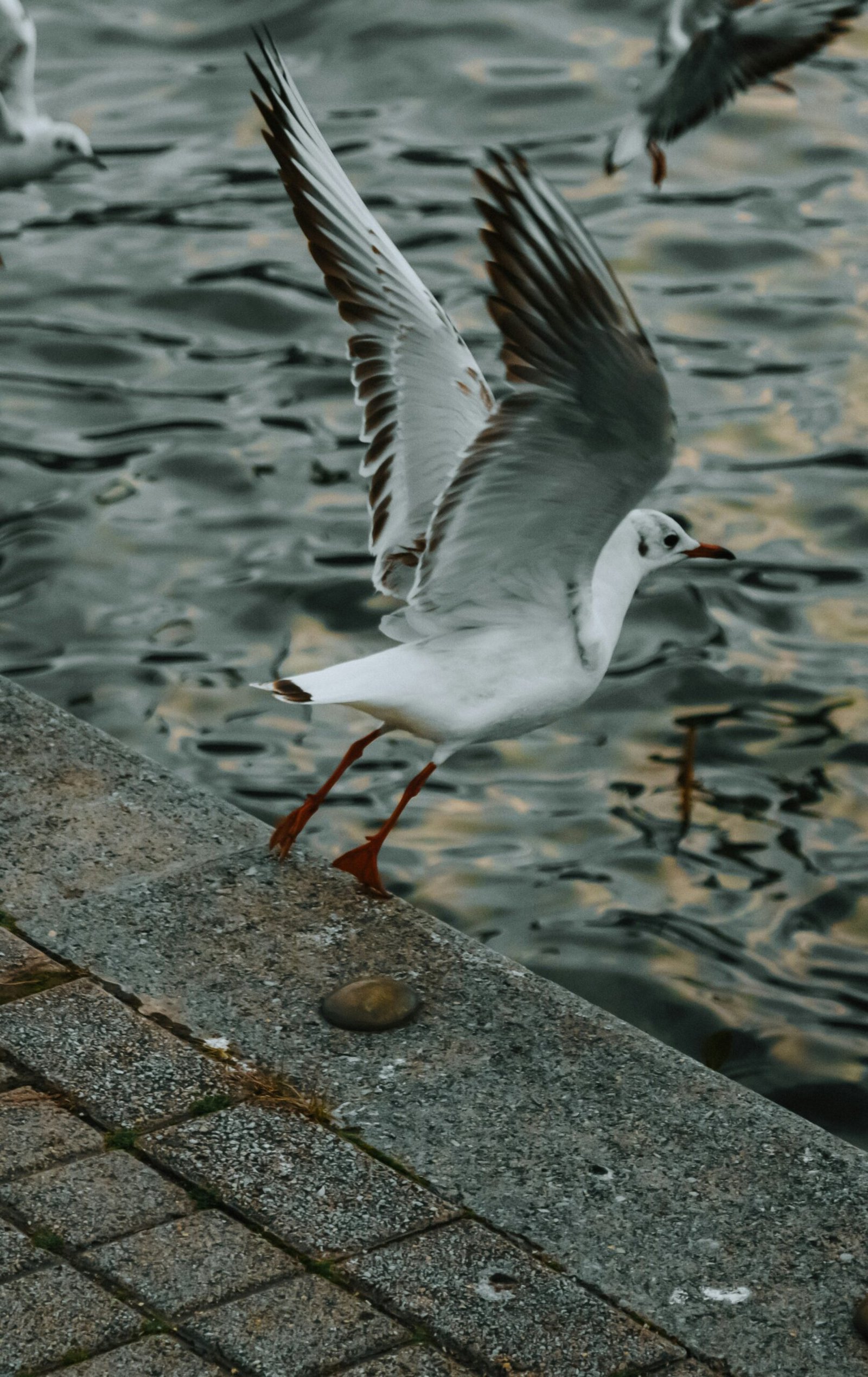 a flock of birds flying over a body of water